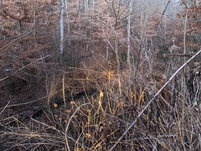 Hunting Land-Recreational Property-Secluded / Liberty, Ky. - image 16