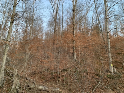 Hunting Land-Recreational Property-Secluded / Liberty, Ky. - image 7