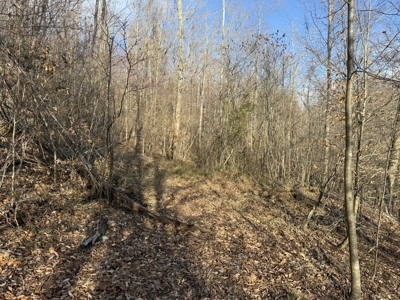 75.15+/- Acres - Hunting Land - Mostly Wooded - Liberty, KY. - image 34