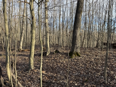 75.15+/- Acres - Hunting Land - Mostly Wooded - Liberty, KY. - image 23