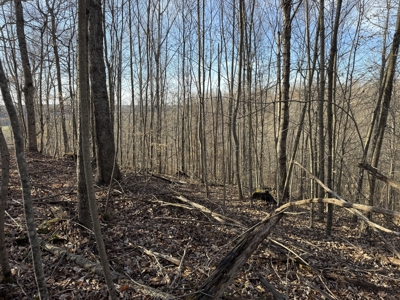 75.15+/- Acres - Hunting Land - Mostly Wooded - Liberty, KY. - image 24