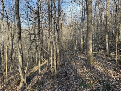 75.15+/- Acres - Hunting Land - Mostly Wooded - Liberty, KY. - image 36