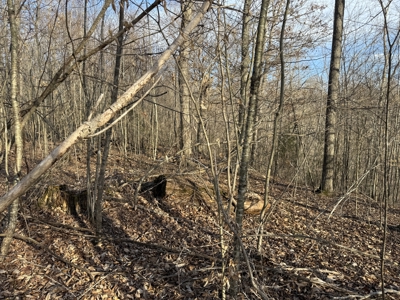 75.15+/- Acres - Hunting Land - Mostly Wooded - Liberty, KY. - image 27