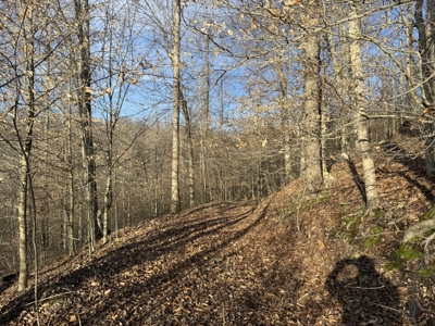 75.15+/- Acres - Hunting Land - Mostly Wooded - Liberty, KY. - image 31