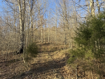 75.15+/- Acres - Hunting Land - Mostly Wooded - Liberty, KY. - image 45