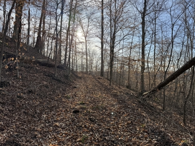 75.15+/- Acres - Hunting Land - Mostly Wooded - Liberty, KY. - image 29