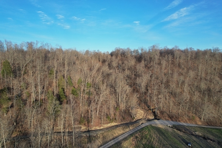 75.15+/- Acres - Hunting Land - Mostly Wooded - Liberty, KY. - image 3