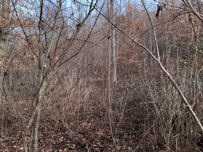 Hunting Land-Recreational Property-Secluded / Liberty, Ky. - image 15