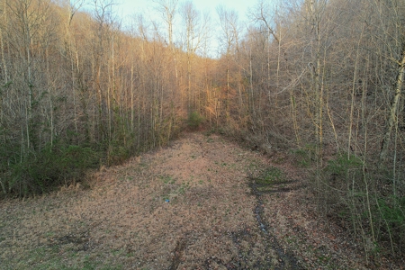75.15+/- Acres - Hunting Land - Mostly Wooded - Liberty, KY. - image 9