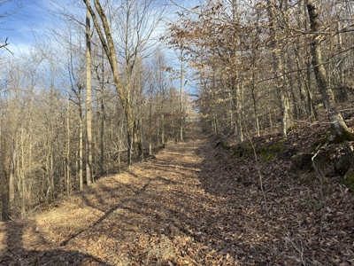 75.15+/- Acres - Hunting Land - Mostly Wooded - Liberty, KY. - image 18