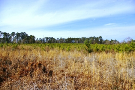 55.56 Acres Hunting Timber Land for Sale NPSD Southwest MS - image 3