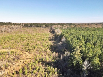 55.56 Acres Hunting Timber Land for Sale NPSD Southwest MS - image 15