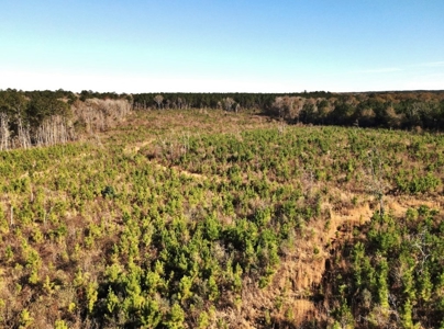 55.56 Acres Hunting Timber Land for Sale NPSD Southwest MS - image 17