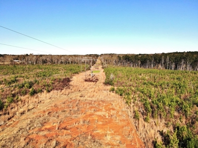 55.56 Acres Hunting Timber Land for Sale NPSD Southwest MS - image 14