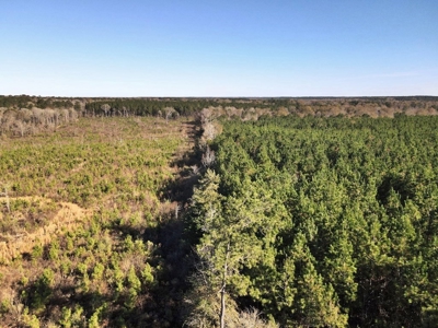 55.56 Acres Hunting Timber Land for Sale NPSD Southwest MS - image 16