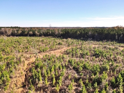 55.56 Acres Hunting Timber Land for Sale NPSD Southwest MS - image 19