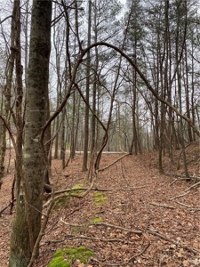 Mountain Property for Sale in Cherokee County - image 21