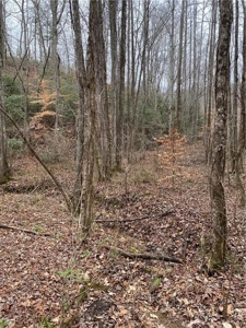 Mountain Property for Sale in Cherokee County - image 8