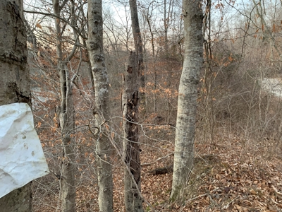 Small Acreage-Hunting-Fishing-Recreational-Liberty Kentucky - image 3