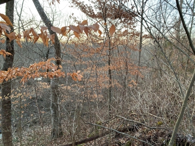Small Acreage-Hunting-Fishing-Recreational-Liberty Kentucky - image 7