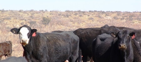 Ranch for Sale in Southeast NM between Artesia and Carlsbad - image 5
