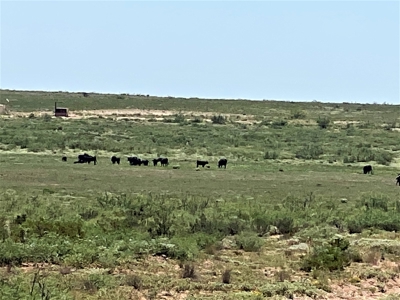Ranch for Sale in Southeast NM between Artesia and Carlsbad - image 38