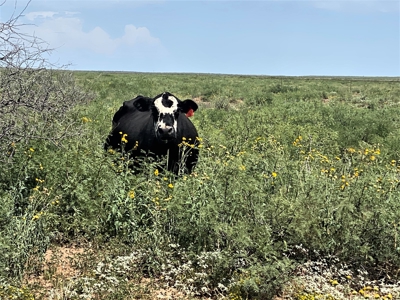 Ranch for Sale in Southeast NM between Artesia and Carlsbad - image 35