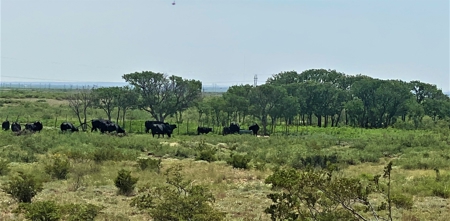 Ranch for Sale in Southeast NM between Artesia and Carlsbad - image 37