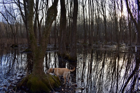 Southern Indiana Hunting and Camping Land - image 9