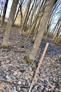 Southern Indiana Hunting and Camping Land - image 4