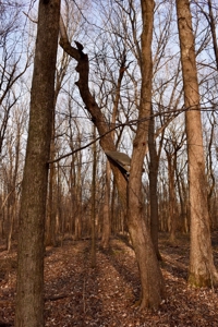 Southern Indiana Hunting and Camping Land - image 18