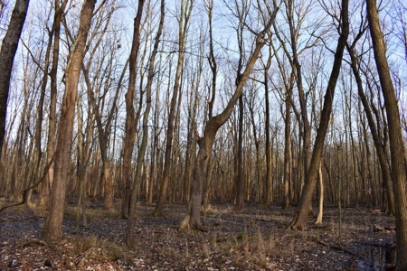 Southern Indiana Hunting and Camping Land - image 3