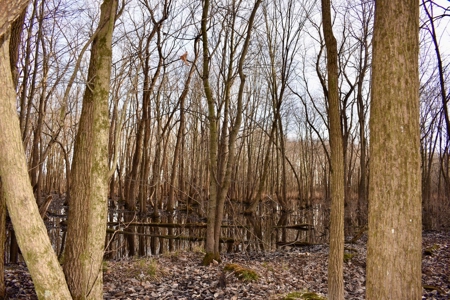 Southern Indiana Hunting and Camping Land - image 5