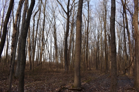 Southern Indiana Hunting and Camping Land - image 12
