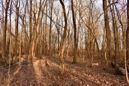 Southern Indiana Hunting and Camping Land - image 13