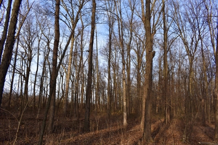 Southern Indiana Hunting and Camping Land - image 17