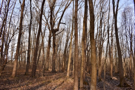 Southern Indiana Hunting and Camping Land - image 11