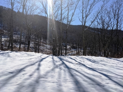 Hunting/Adjoin National Forest - Bland, VA - image 3