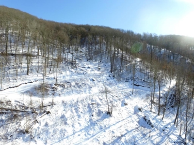 Hunting/Adjoin National Forest - Bland, VA - image 11