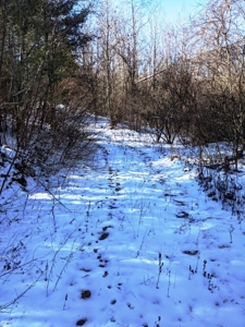 Hunting Property for Sale in Bland VA - image 1