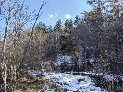 Hunting Property for Sale in Bland VA - image 10
