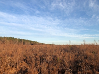 Young Planted Pine /Hdwd Creek Land for Sale in Ashley Co. - image 3
