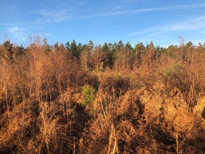 Young Planted Pine /Hdwd Creek Land for Sale in Ashley Co. - image 4