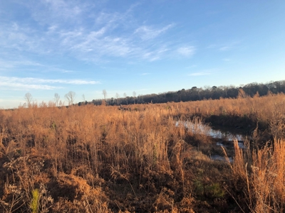 Young Planted Pine /Hdwd Creek Land for Sale in Ashley Co. - image 2