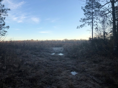 Young Planted Pine /Hdwd Creek Land for Sale in Ashley Co. - image 1
