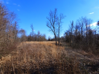 Ohio River View Hunting, Recreation Land for Sale, Homesites - image 32