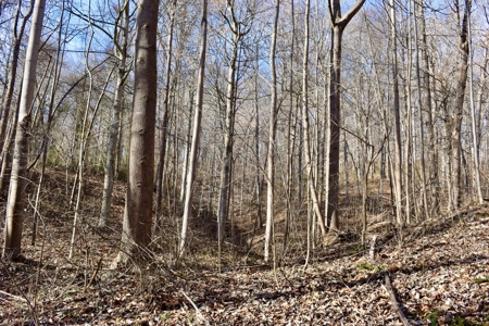 Ohio River View Hunting, Recreation Land for Sale, Homesites - image 18