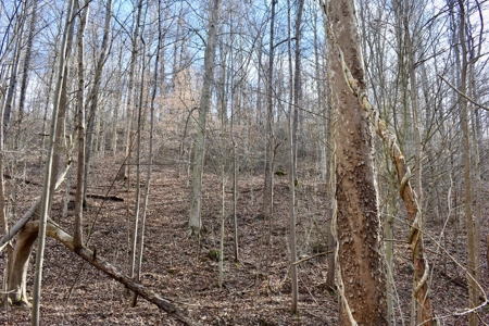 Ohio River View Hunting, Recreation Land for Sale, Homesites - image 17