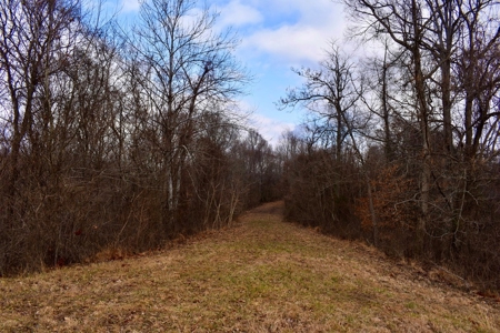 Ohio River View Hunting, Recreation Land for Sale, Homesites - image 15