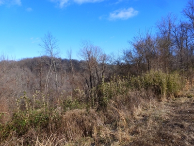 Ohio River View Hunting, Recreation Land for Sale, Homesites - image 31